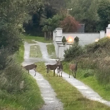 Muckross Mountain View In Apartment Killarney